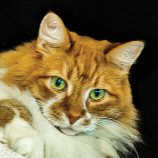 Close-up of my cat's face. Very cute. Very fluffy. Orange. Green eyes. 